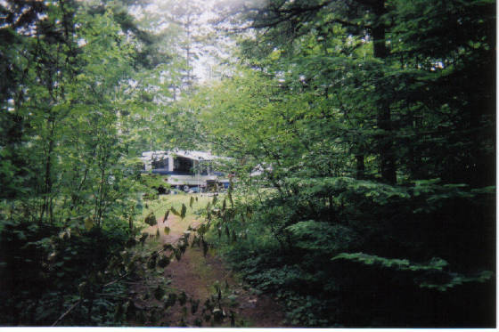 inbetweenthetrees.jpg